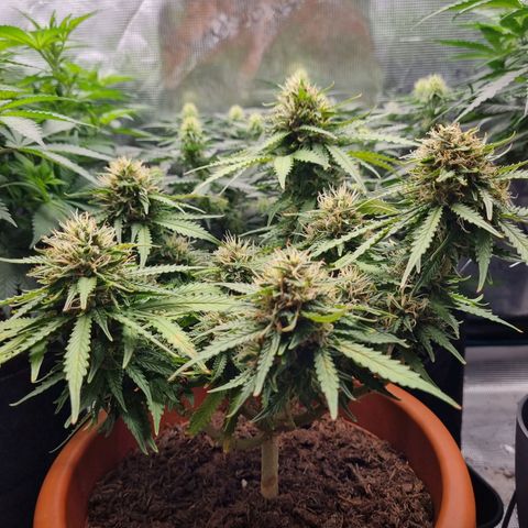 Patricia's Bitch Ass growlog timeline photo