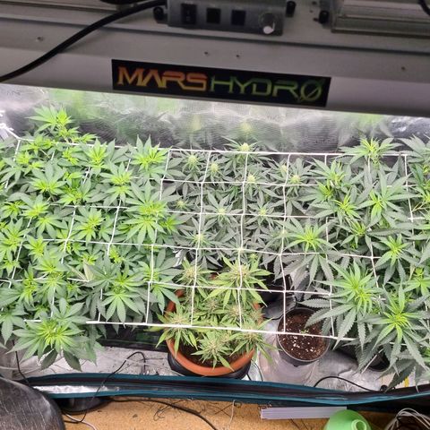 Patricia's Bitch Ass growlog timeline photo