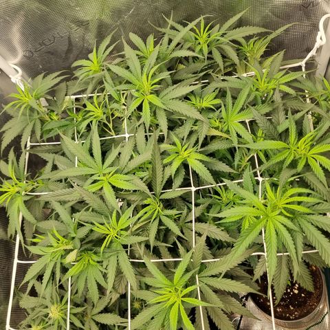 It's Brittney Biscotti Bitch growlog timeline photo