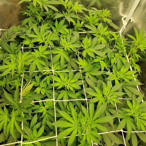 Her name's Bruciepoo growlog timeline photo