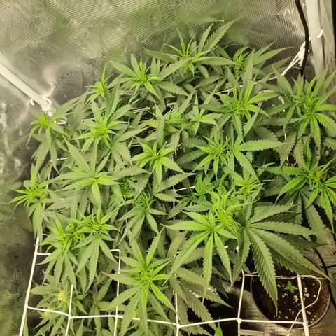 It's Brittney Biscotti Bitch growlog timeline photo