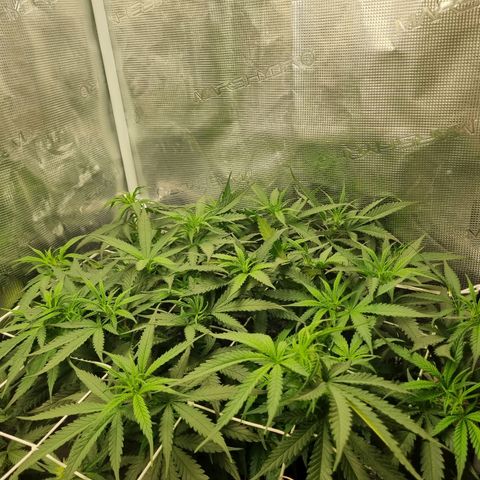 It's Brittney Biscotti Bitch growlog timeline photo