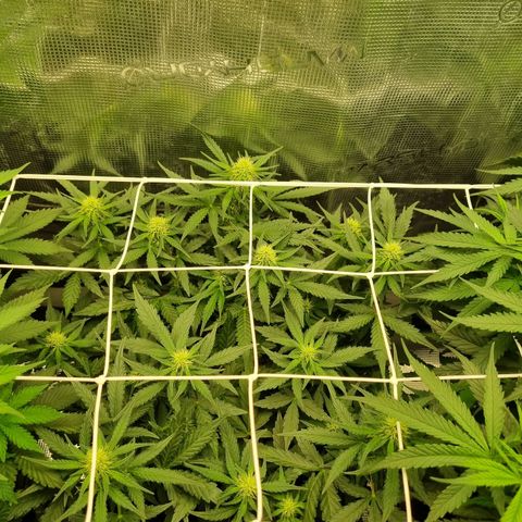 The Satino Prøject growlog timeline photo