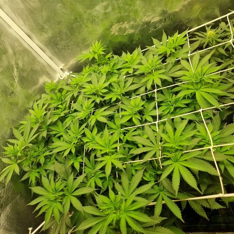 Her name's Bruciepoo growlog timeline photo