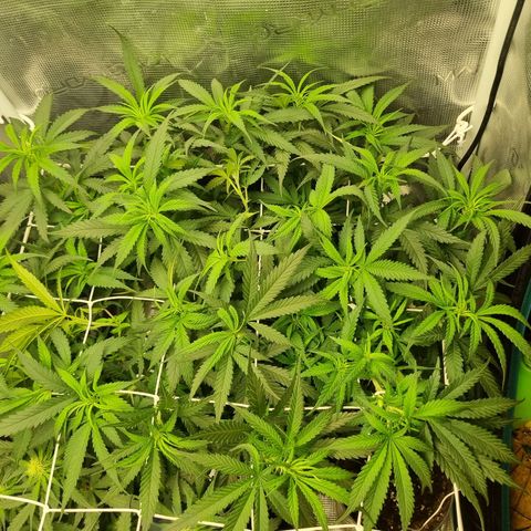 It's Brittney Biscotti Bitch growlog timeline photo