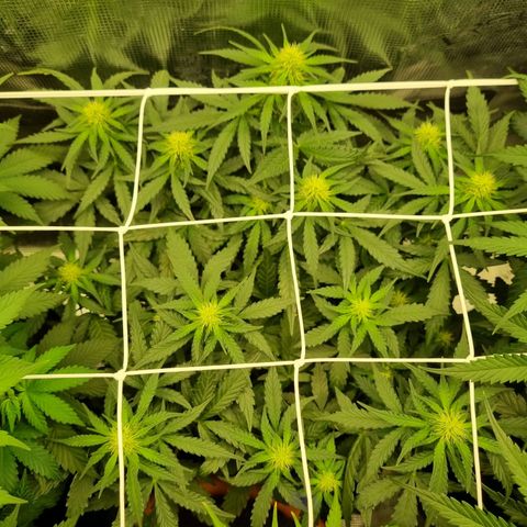 The Satino Prøject growlog timeline photo