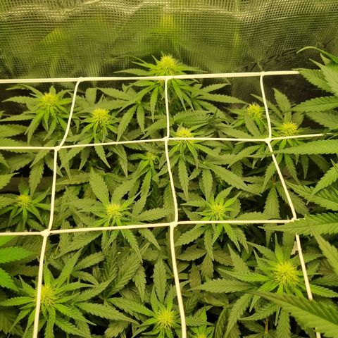 The Satino Prøject growlog timeline photo