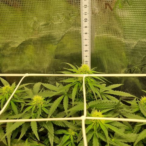 The Satino Prøject growlog timeline photo