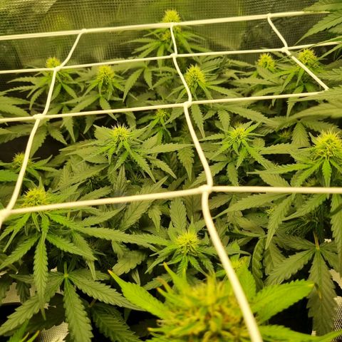 The Satino Prøject growlog timeline photo