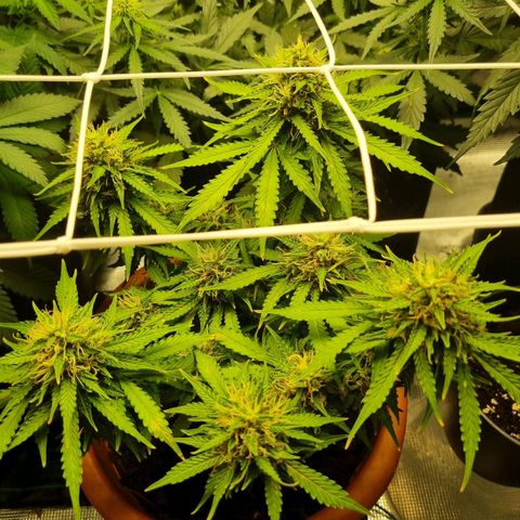 Patricia's Bitch Ass growlog timeline photo