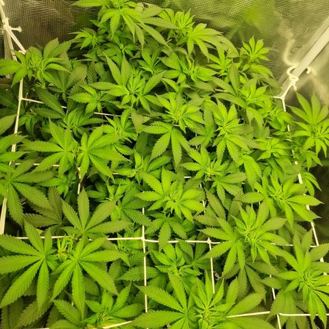 Her name's Bruciepoo growlog timeline photo