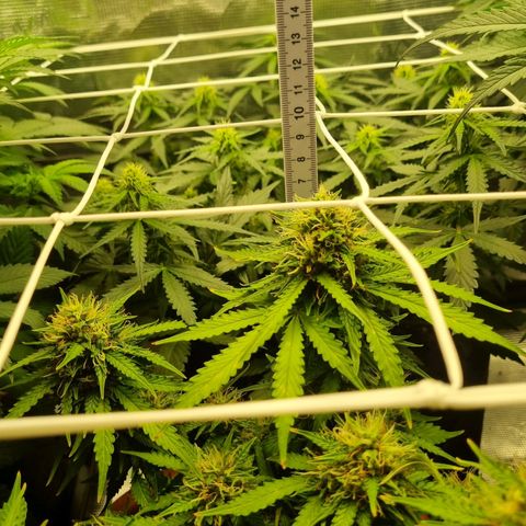 Patricia's Bitch Ass growlog timeline photo