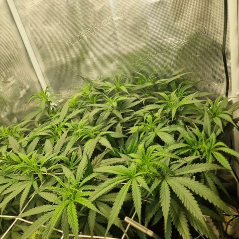 It's Brittney Biscotti Bitch growlog timeline photo