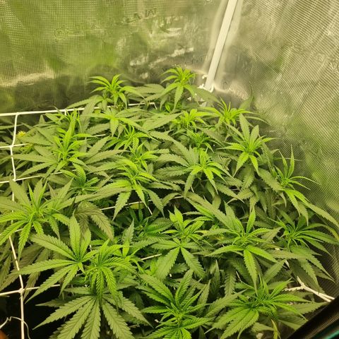 It's Brittney Biscotti Bitch growlog timeline photo