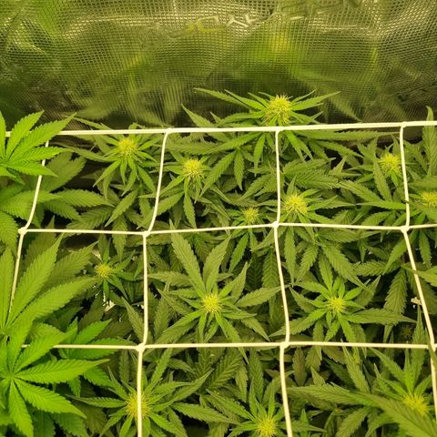 The Satino Prøject growlog timeline photo