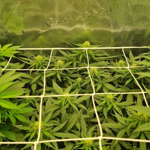The Satino Prøject growlog timeline photo
