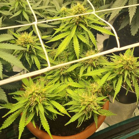 Patricia's Bitch Ass growlog timeline photo