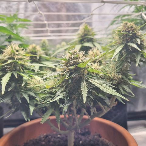 Patricia's Bitch Ass growlog timeline photo