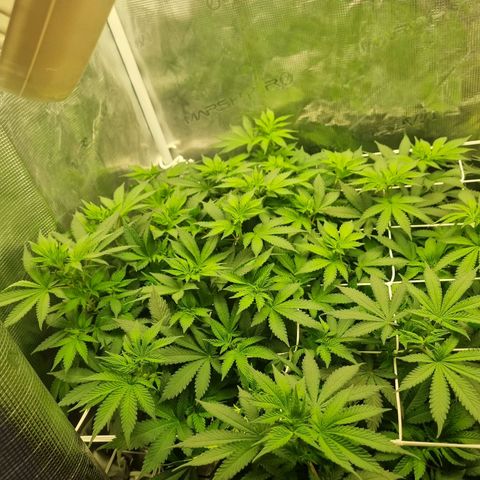 Her name's Bruciepoo growlog timeline photo