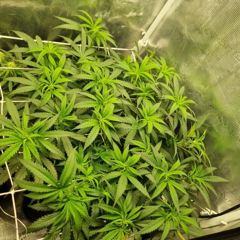 It's Brittney Biscotti Bitch growlog timeline photo
