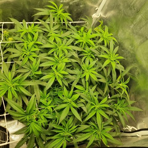 It's Brittney Biscotti Bitch growlog timeline photo