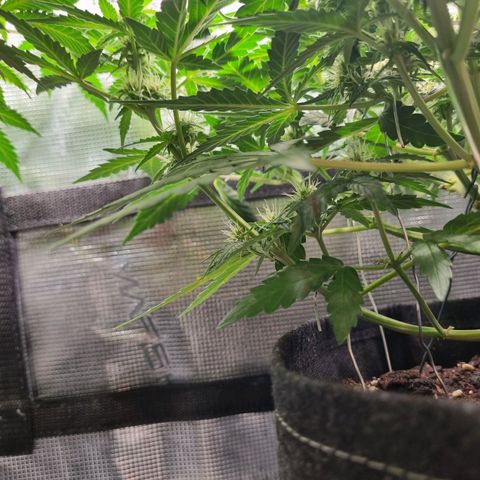 The Satino Prøject growlog timeline photo
