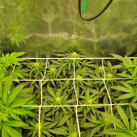 The Satino Prøject growlog timeline photo