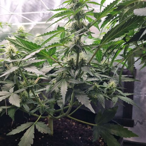The Satino Prøject growlog timeline photo