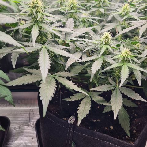 The Satino Prøject growlog timeline photo