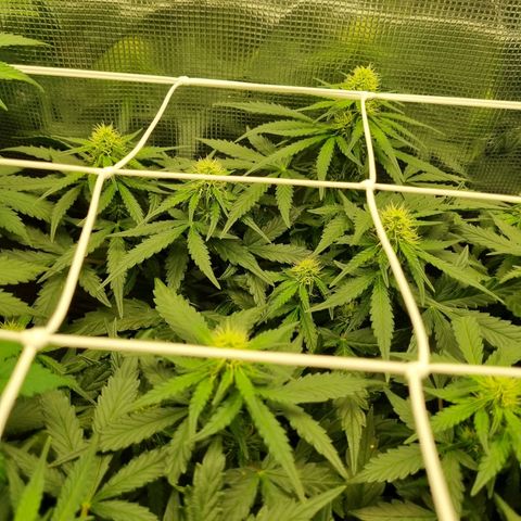 The Satino Prøject growlog timeline photo