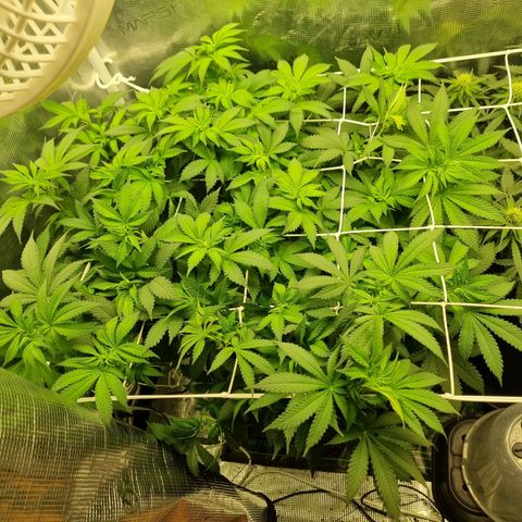 Her name's Bruciepoo growlog timeline photo