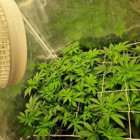 Her name's Bruciepoo growlog timeline photo