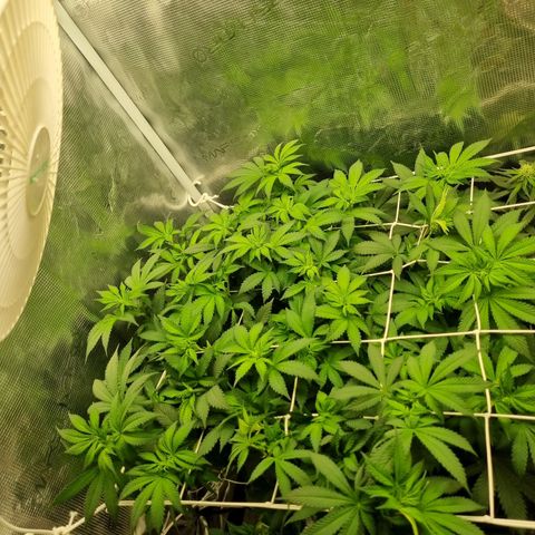 Her name's Bruciepoo growlog timeline photo