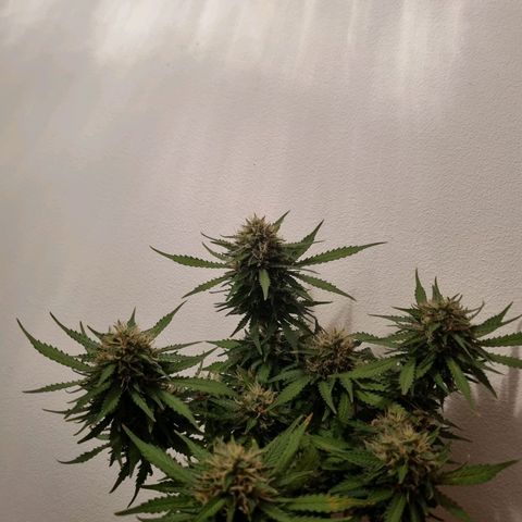 Patricia's Bitch Ass growlog timeline photo