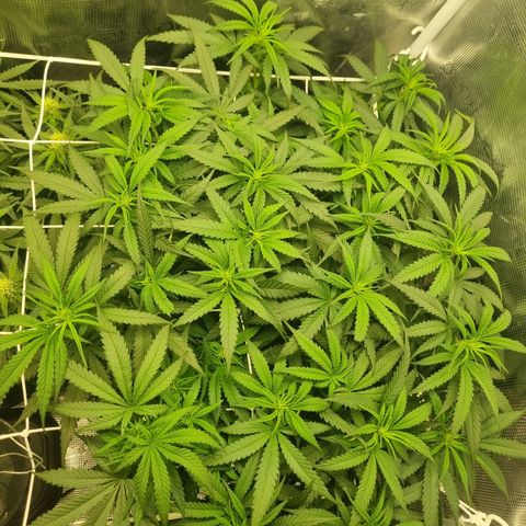 It's Brittney Biscotti Bitch growlog timeline photo
