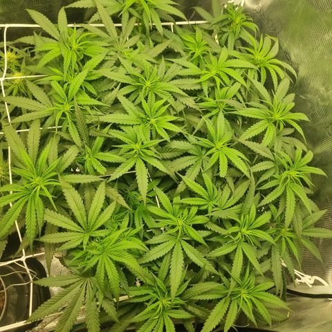 It's Brittney Biscotti Bitch growlog timeline photo