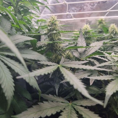 The Satino Prøject growlog timeline photo