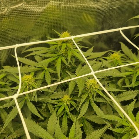 The Satino Prøject growlog timeline photo
