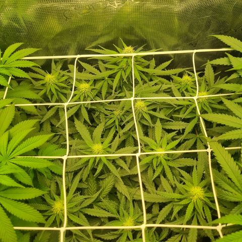 The Satino Prøject growlog timeline photo