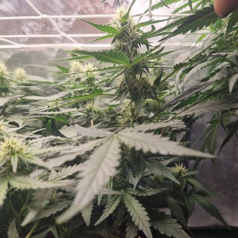 The Satino Prøject growlog timeline photo