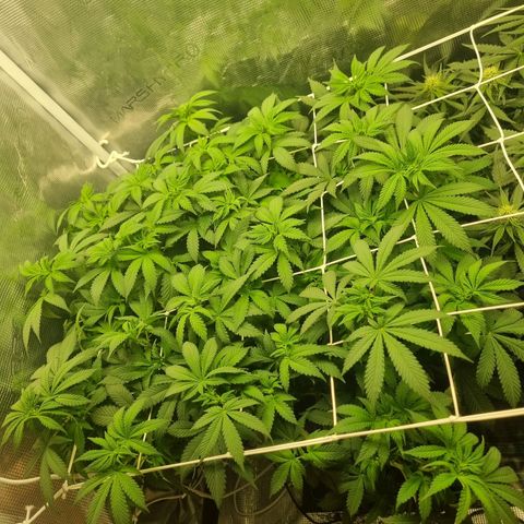Her name's Bruciepoo growlog timeline photo