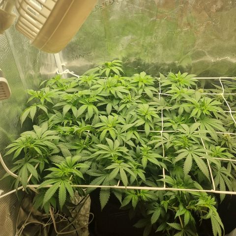 Her name's Bruciepoo growlog timeline photo