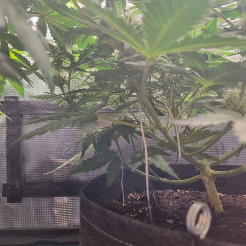 The Satino Prøject growlog timeline photo