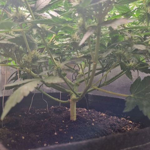 The Satino Prøject growlog timeline photo