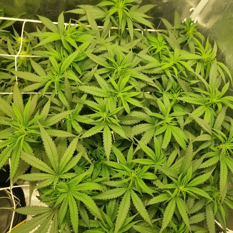 It's Brittney Biscotti Bitch growlog timeline photo
