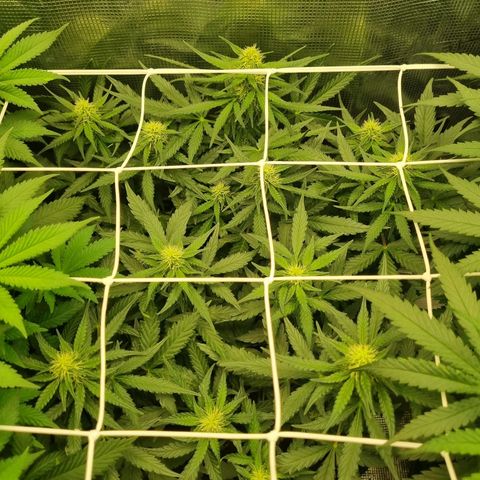 The Satino Prøject growlog timeline photo