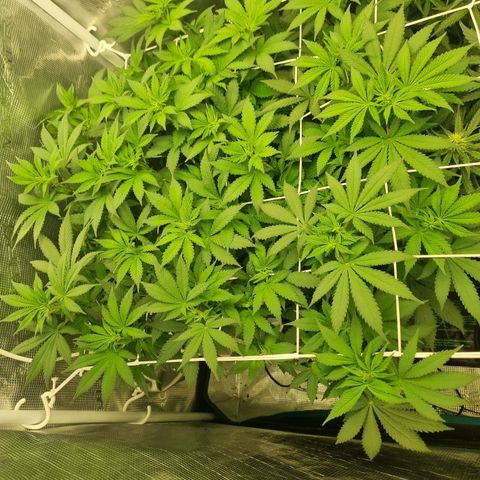 Her name's Bruciepoo growlog timeline photo