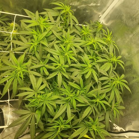 It's Brittney Biscotti Bitch growlog timeline photo