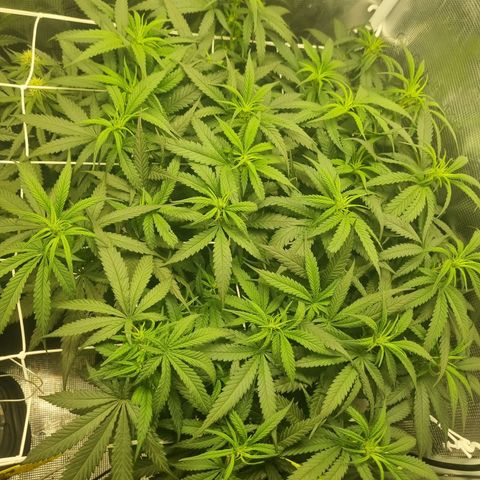 It's Brittney Biscotti Bitch growlog timeline photo