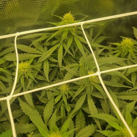 The Satino Prøject growlog timeline photo